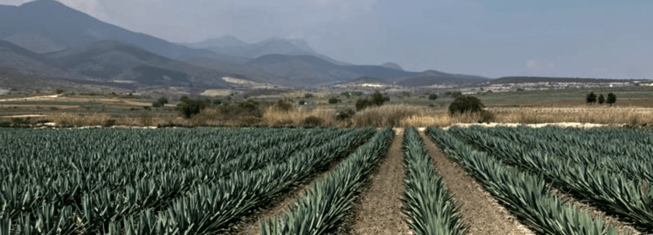 RAMO DE ROSAS